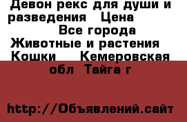 Девон рекс для души и разведения › Цена ­ 20 000 - Все города Животные и растения » Кошки   . Кемеровская обл.,Тайга г.